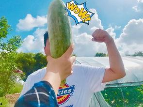 吃瓜群众视频哪个网红,揭秘吃瓜群众视频中的神秘网红