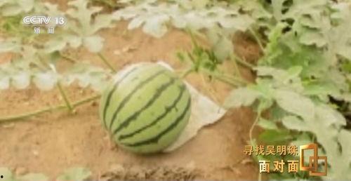 人民网吃瓜,从娱乐八卦到社会现象