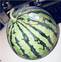 吃瓜推特网红叫什么