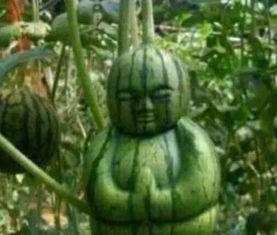 北美网红吃瓜事件真相,揭秘背后真相与争议