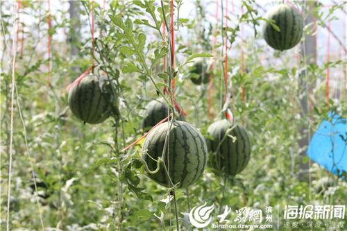 青海网红吃瓜事件视频