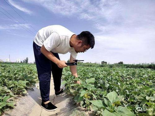网红吃民勤蜜瓜,民勤蜜瓜，甜蜜滋味尽享舌尖之旅