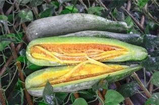 网红吃瓜资源网,揭秘娱乐圈幕后故事，带你领略明星真实生活