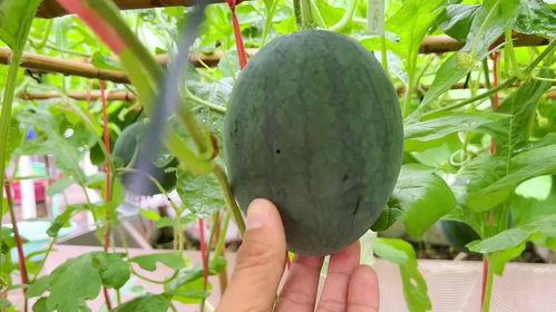 网暴热门吃瓜,揭秘热门事件背后的真相与反思